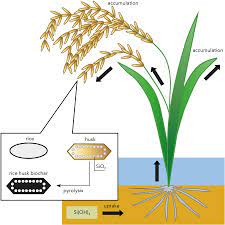 Turn your compost pile with bichar present every other day for 18 days a total of 8 turns and. Rice Husk Biochar With Beneficial Microbes A Promising Agricultural Inoculant And Soil Ameliorant Research Outreach