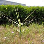 Image result for Andropogon festuciformis