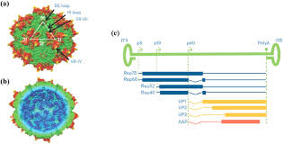 Image result for Blue 1999 AAV