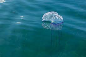 The jellyfish tank has several jellyfish where you can. The Ultimate Guide To The Jellyfish In Malta