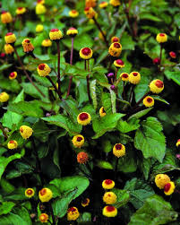 Image result for Spilanthes