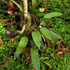 Image result for Elaphoglossum tanganjicense