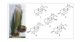 Image result for Eragrostis plana