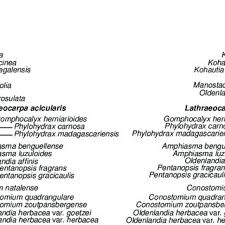 Image result for Conostomium zoutpansbergense