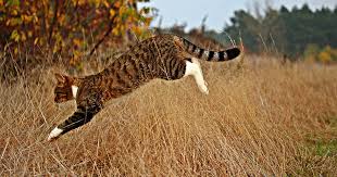 Get a prescription from your vet and have them give you instructions on how to . Understanding The Hunting Behaviour Of Cats International Cat Care