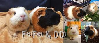 The guinea pig or domestic guinea pig (cavia porcellus), also known as cavy or domestic cavy (/ˈkeɪvi/), is a species of rodent belonging to the family caviidae and the genus cavia. å¤©ç«ºé¼ feifei Didi Home Facebook