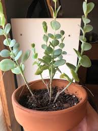 They grow best in clay pots for aeration and need drainage holes in the bottom. Why Is My Mariners Kalanchoe Losing It S Lower Leaves First They Get Wrinkly Then Turn Yellowish Shrivel Up And Eventually Fall Off I Have It Under A Grow Light Most Of The