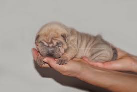 Maybe you would like to learn more about one of these? Shar Pei Puppy Isabella Blue 15 Days Old By Artistiklullaby On Deviantart