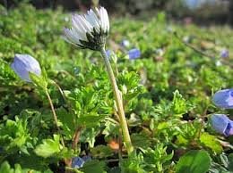 The original name was `day's eye' as the little plant opened or closed according to the light. Bellis Perennis Common Daisy Lawn Daisy English Daisy Bruisewort Woundwort Flower Flora Botany Species Blooming Pikist