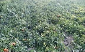 Cosma, beneficiara directa a deciziilor ccr din era dragnea. Cultura Tomatelor In Camp Horticultorul Ro