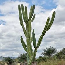 This, consequently, goes without saying that irrigation is more frequent during its production cycle. 11 Cereus Cactus Types How To Care For Cereus Cactus Succulent Alley