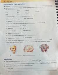 Solved 11. Name The Muscle That Subdivides The Ventral Body | Chegg.Com
