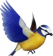 Pilih dari sumber gambar hd gambar burung png dan unduh dalam bentuk png. 700 Gambar Burung Png Paling Keren Gambar Id