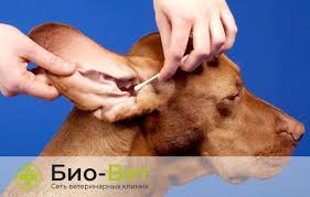 ushnoj klesh u sobak simptomy lechenie i profilaktika bio vet