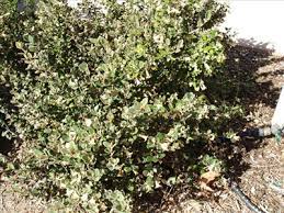 Known as white australian fuchsia, 'ivory bells' is believed to represent a cross of white correa (correa alba), endemic to. Correa Ivory Bells Australian Native Plants Plants 800 701 6517
