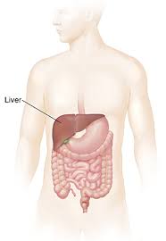 A sharp pain in your upper middle abdomen that moves to your right side, under your rib cage. Understanding A Bruised Liver Saint Luke S Health System