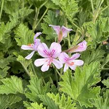 Image result for Pelargonium