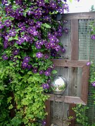 Image result for Clematis costata
