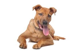 Fifty percent of dogs over the age of 10 develop cancer at some point. New Drug Ebat May Help Save Dogs With Deadly Cancer Hemangiosarcoma Dr Justine Lee Dr Justine Lee