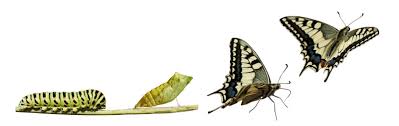 We did not find results for: The Caterpillar And The Butterfly International Story It S Time To Meditate