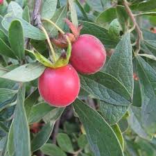 Image result for Diospyros lycioides