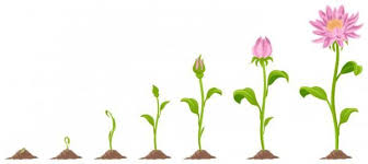 1 Research Growing Flowers Flower Images Flowers