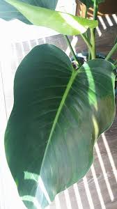 What Is Causing The Curling And Brown Spot On My Philodendron Congo Green Gardening Landscaping Stack Exchange