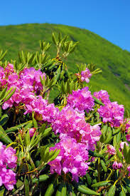 Craggy Gardens Rhododendron Near Asheville North Carolina Craggy Gardens Blue Ridge Parkway Blue Ridge