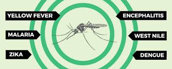Mosquito Control Mosquito Joe Health Disease
