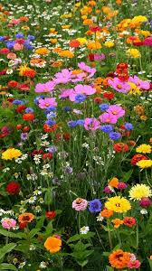 Wildflower Garden 30 Jpg 1 080 1 920 Pixels Wildblumenwiese Blumenbilder Schone Blumen