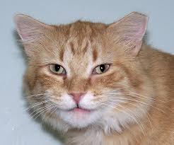 Your cat isn't feral, get a new veterinarian and file a lawsuit for doing that to your cat. Feral Cats Ear Clipped Male