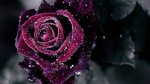 Here you can get the best rose wallpapers for desktop for your desktop and mobile devices. Rose Wallpaper Hd Purple Roses Rose Day Wallpaper Rose Wallpaper