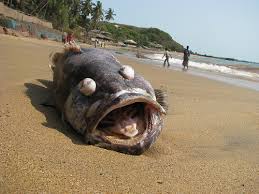 Check spelling or type a new query. Dead Fishes Washed Ashore On Goa Beach