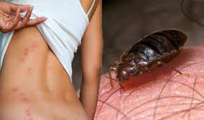 Local fort wayne pest control service experts. Pest Control Services In Bangalore Pestcontrolmumbai