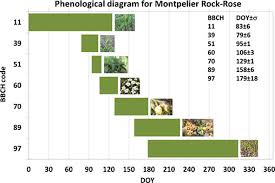 Critical stages according to bbch (lancashire et al., 1991) and their deviations from the zadok's scale (in brackets). Phenological Growth Stages Of Montpelier Rock Rose Mediterranean Shrub Cistus Monspeliensis Codification And Description According To The Bbch Scale Piga 2018 Annals Of Applied Biology Wiley Online Library