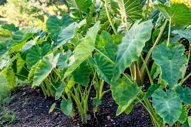 Any of these make it easy to get 16,100 bells. Elephant Ear Plant Care Growing Guide