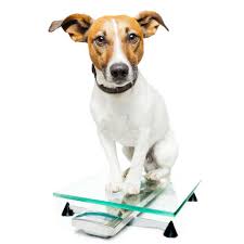 Was sind das für leckerlis? So Klappt Das Abnehmen Auch Bei Ihrem Hund Tierarzt Dr Holter