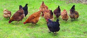 How To Start Kienyeji Chicken Farming For Eggs Chicks Production Oxfarm
