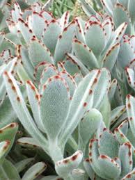 Kalanchoe Tomentosa Panda Plant Succulents Succulent Landscaping Planting Succulents