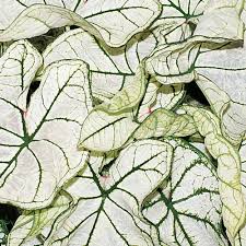 Heart To Heart Snow Drift Shade Caladium Caladium Hortulanum Proven Winners Share the best gifs now >>>. heart to heart snow drift shade caladium caladium hortulanum