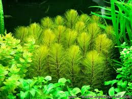 Image result for Haloragaceae