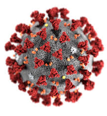 Image result for Monochoria africana