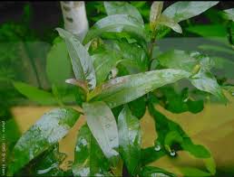Image result for Hygrophila