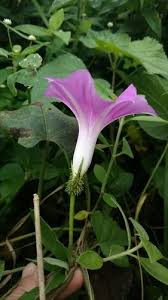 Image result for Ipomoea violacea