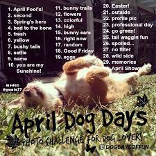 April S Daily Photo Challenge For Dog Lovers Instagram Pod Iphoneography Dogdaysoffun Photo Challenge Photography Challenge Dog Photos