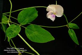 Image result for Vigna vexillata