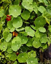Image result for Nasturtium