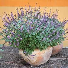 Image result for Ocimum urundense