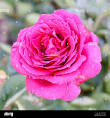 Rosa stephens big purple hi-res stock photography and images