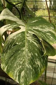 Monstera Roslina Potworna Tylko Z Nazwy Jak Uprawiac Monstere Dziurawa E Ogrodek
